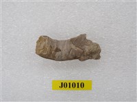 藏品(蟲管化石)的圖片